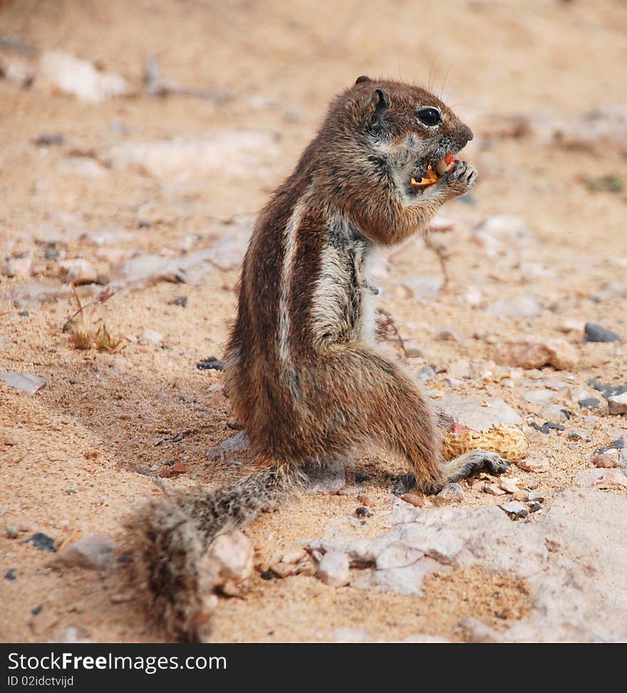 Feeding A Chipmunk