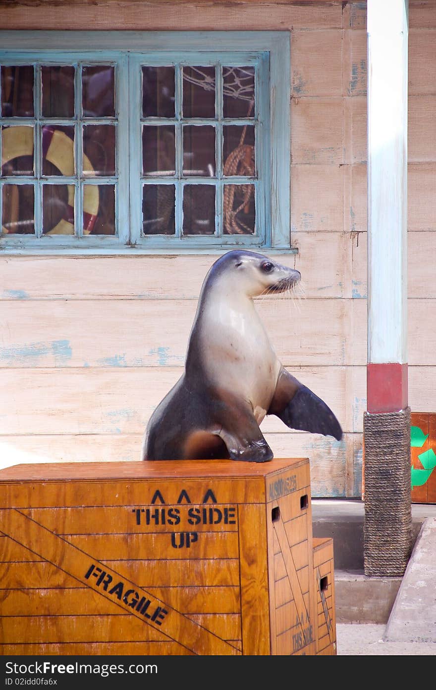 Seal show at the taronga zoo. Seal show at the taronga zoo.