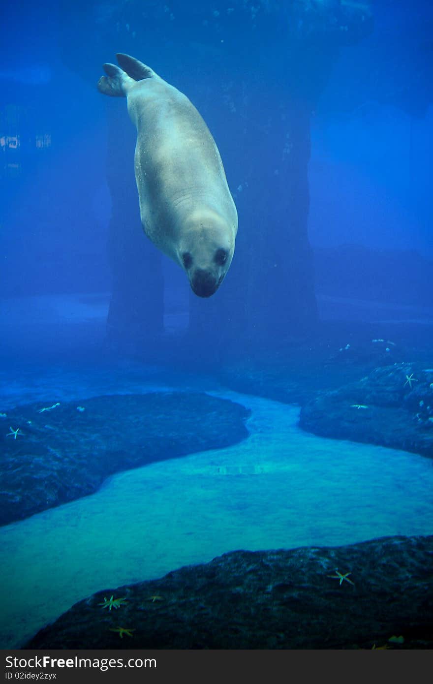 Seal show at the zoo.