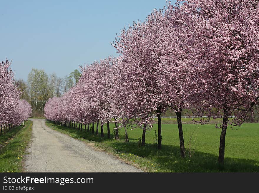 Countryroad in spring with blue sky