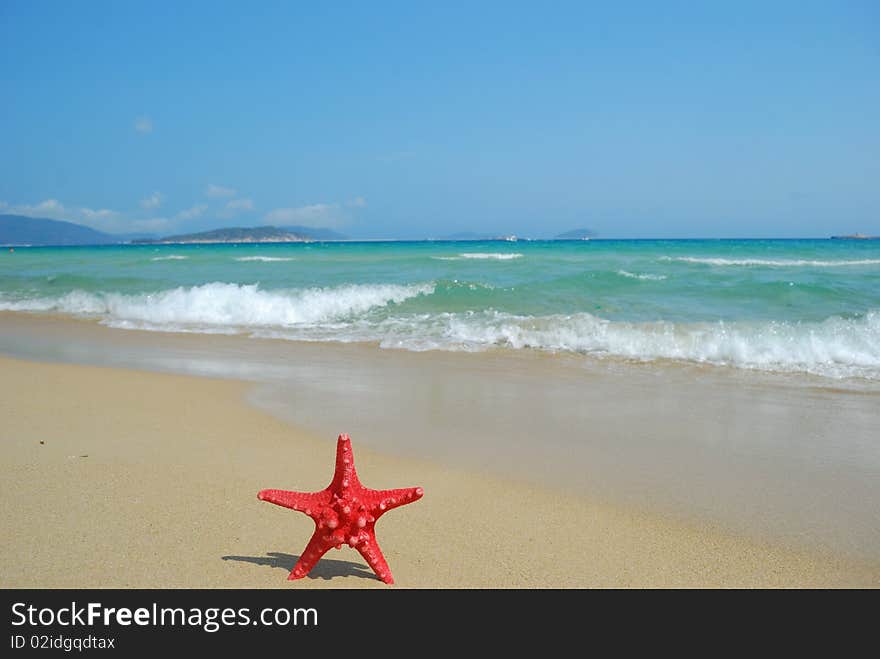 A conch shell on an exotic beach with the sea in the background. A conch shell on an exotic beach with the sea in the background