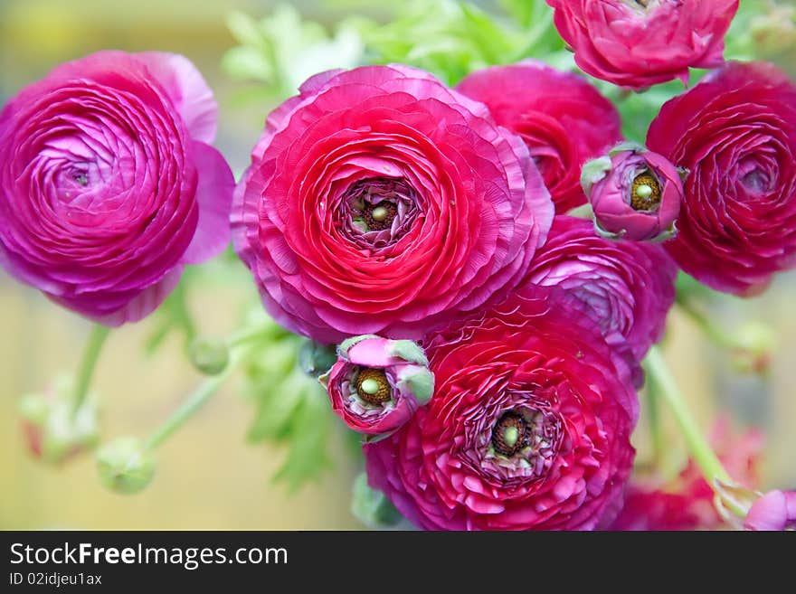 Background of rosy spring flowers. Background of rosy spring flowers