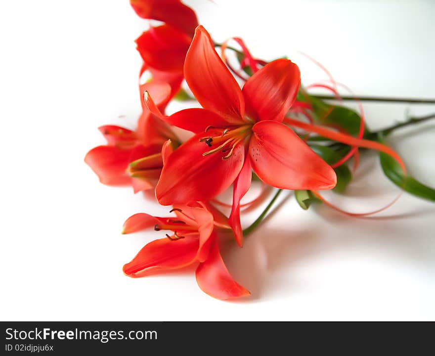 Background of red lilies on white. Background of red lilies on white