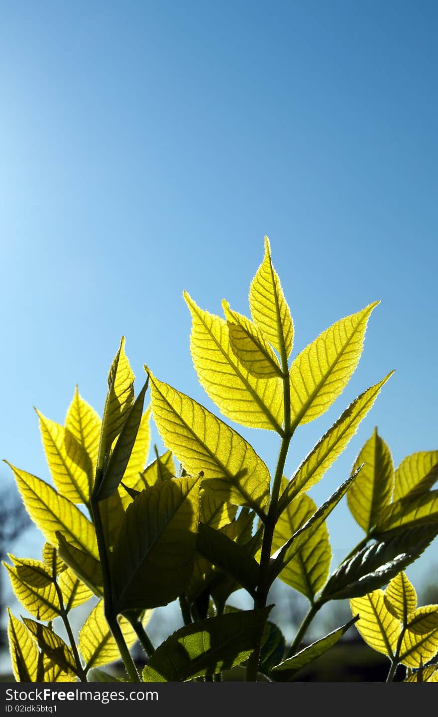 Green leaves opposite the blue sky. Green leaves opposite the blue sky