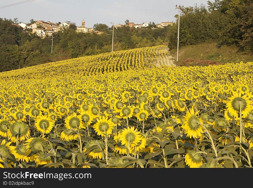 Sunflower with a bee