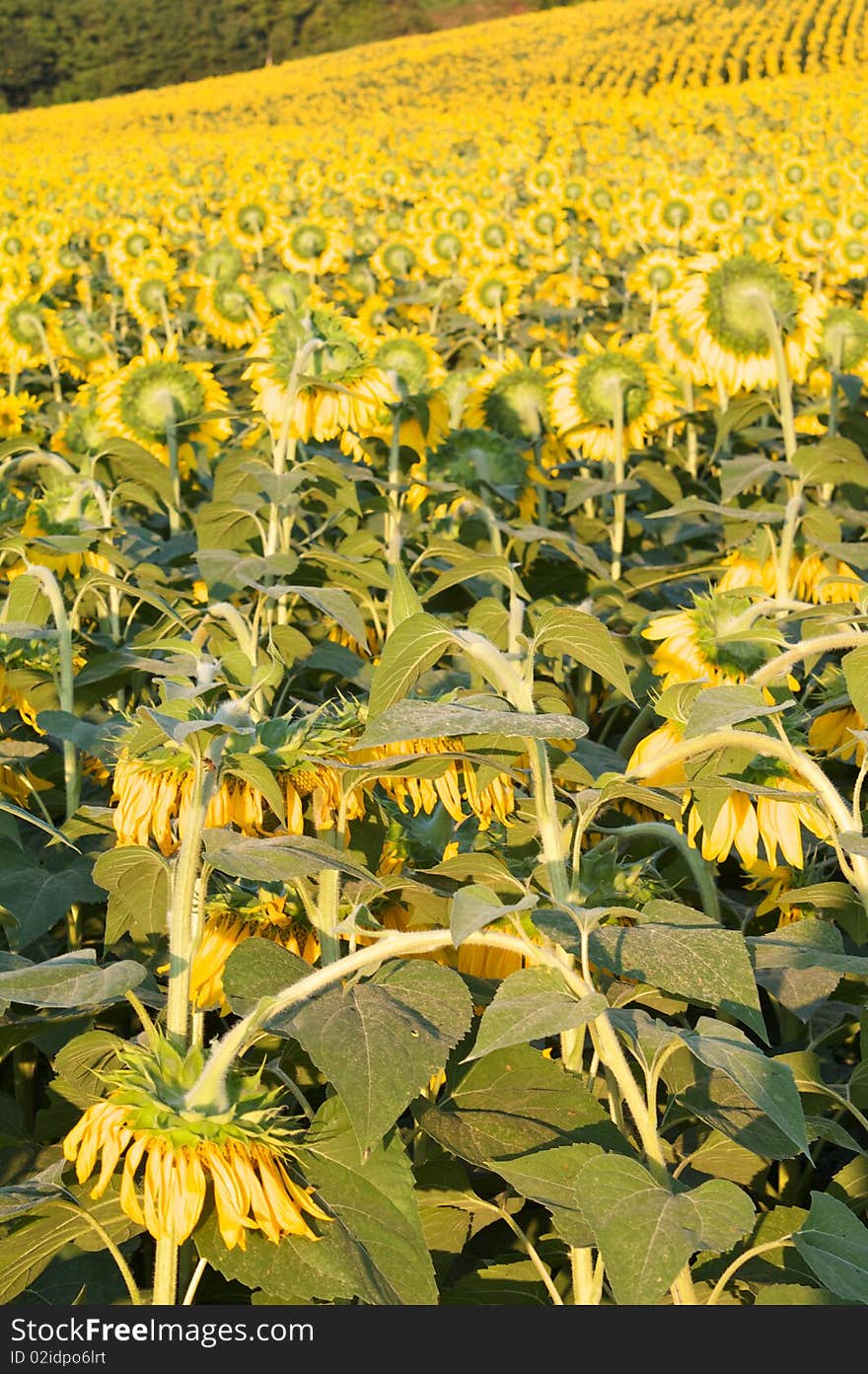 Sunflower with a bee in a field