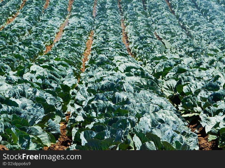 Cabbage crop being grown in crop fields of Southern California. Cabbage crop being grown in crop fields of Southern California.