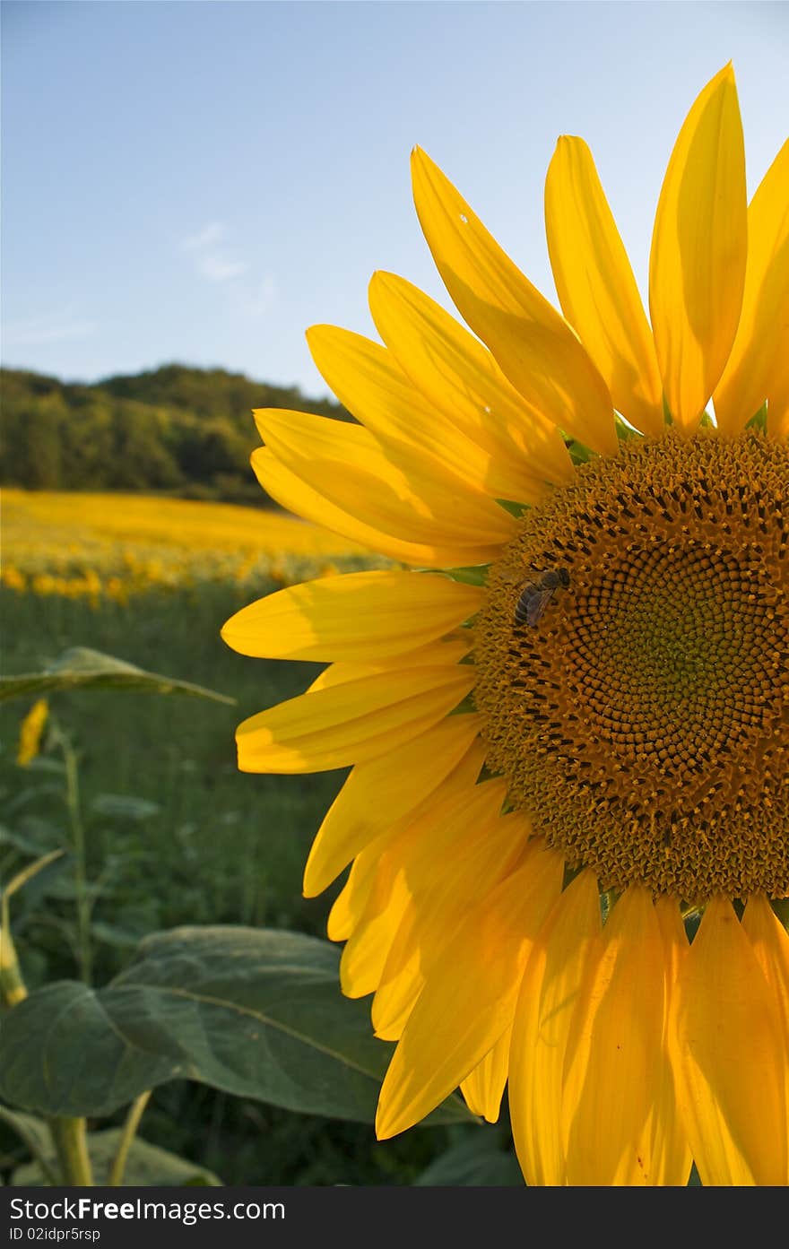 Sunflower with a bee