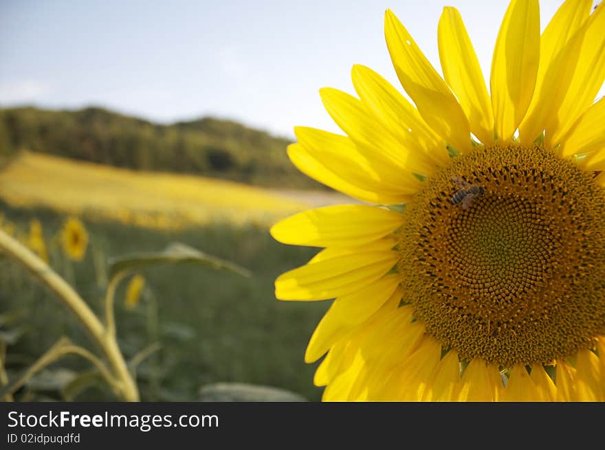 Sunflower with a bee in a field