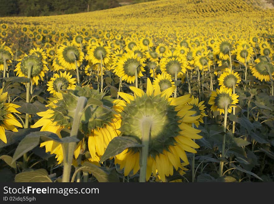 Sunflower with a bee in a field