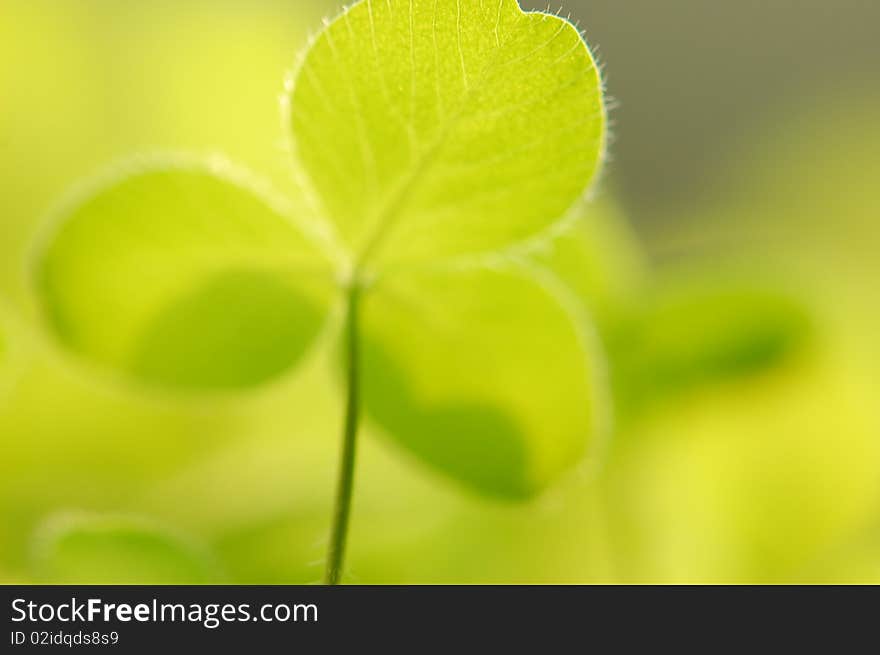 Green lovely clover