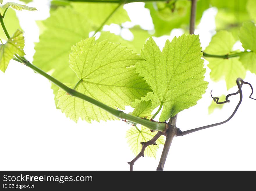 Fresh grape Leaves,in spring.