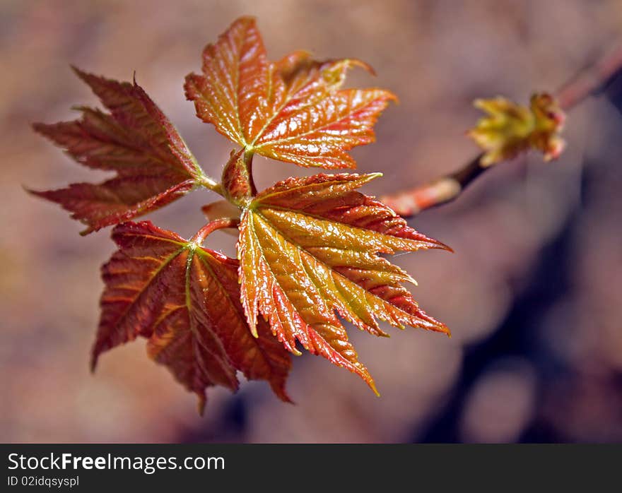 Closeup of new birch leaves on the end of a branch. Closeup of new birch leaves on the end of a branch