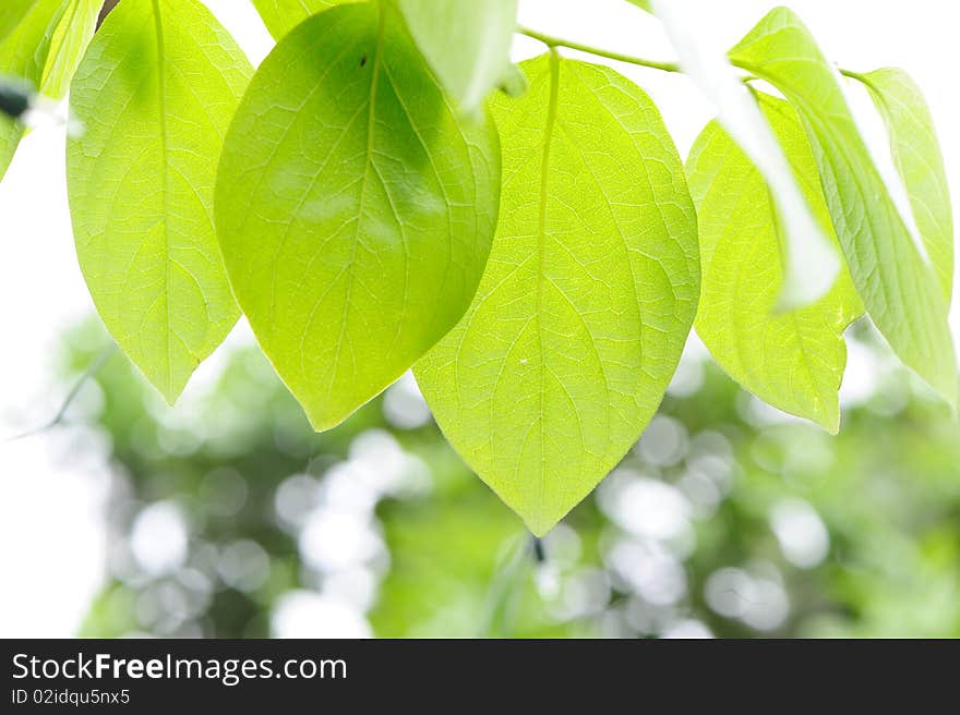 Green fresh Leaves in spring.