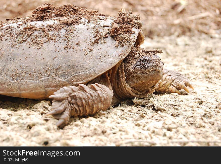 Slow moving turtle covered in woodchips. Slow moving turtle covered in woodchips.