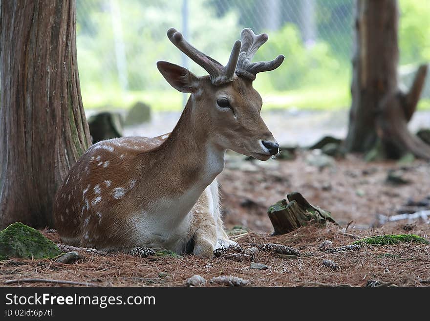 A Deer Relaxing In The Woods