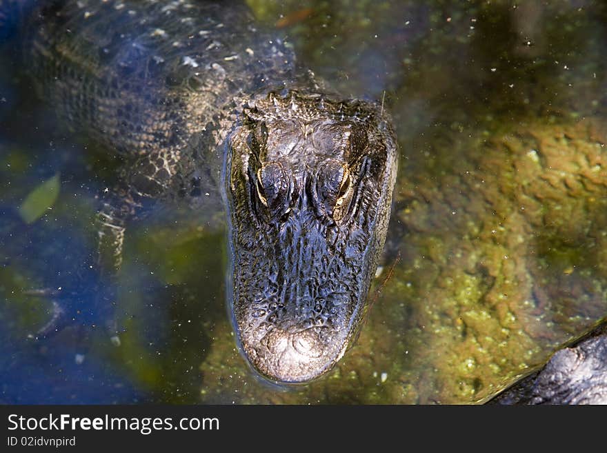 American Alligator