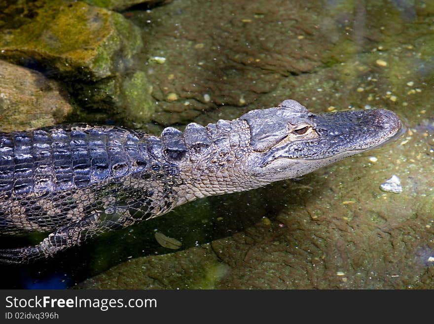 American Alligator I