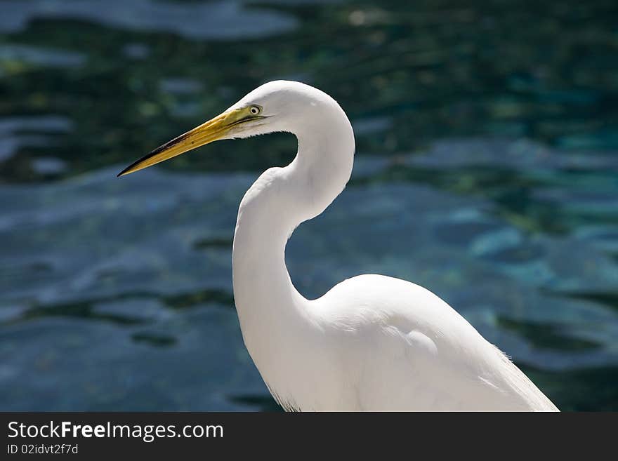 White Egret