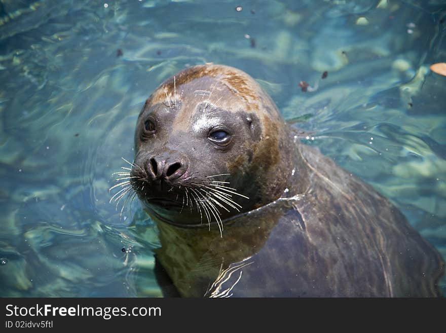 A seal being curious near the dock