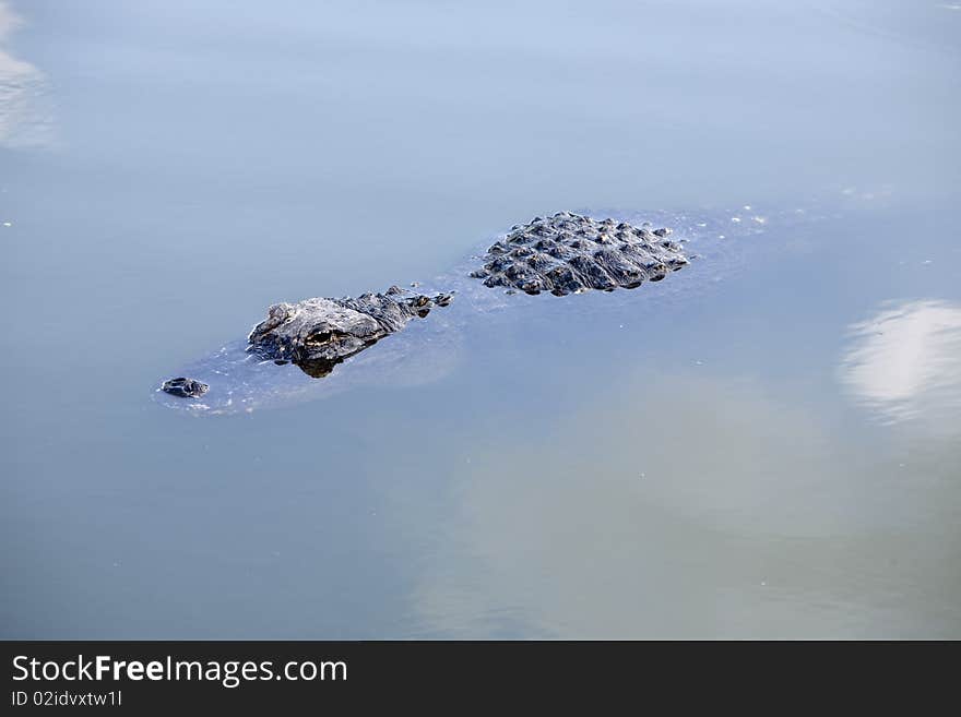 American Alligator II