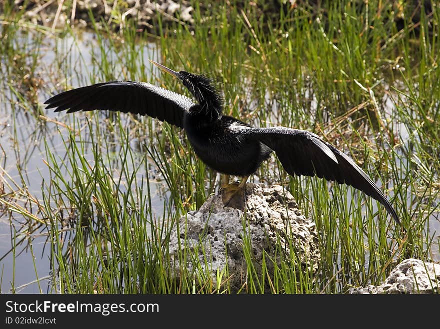 Anhinga White Bent Neck ready to take to flight.