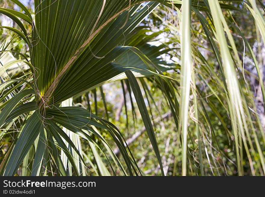 Palms