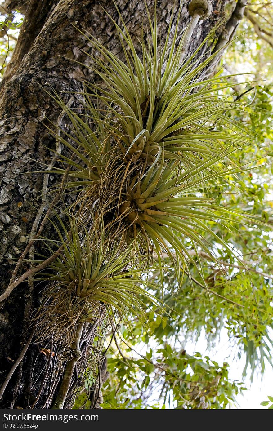 Mangrove tree with palms growing out of the side