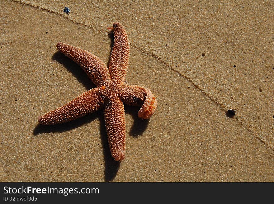 Starfish In Sand With Sea Foam Line