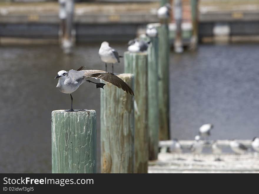 Dancing Gull