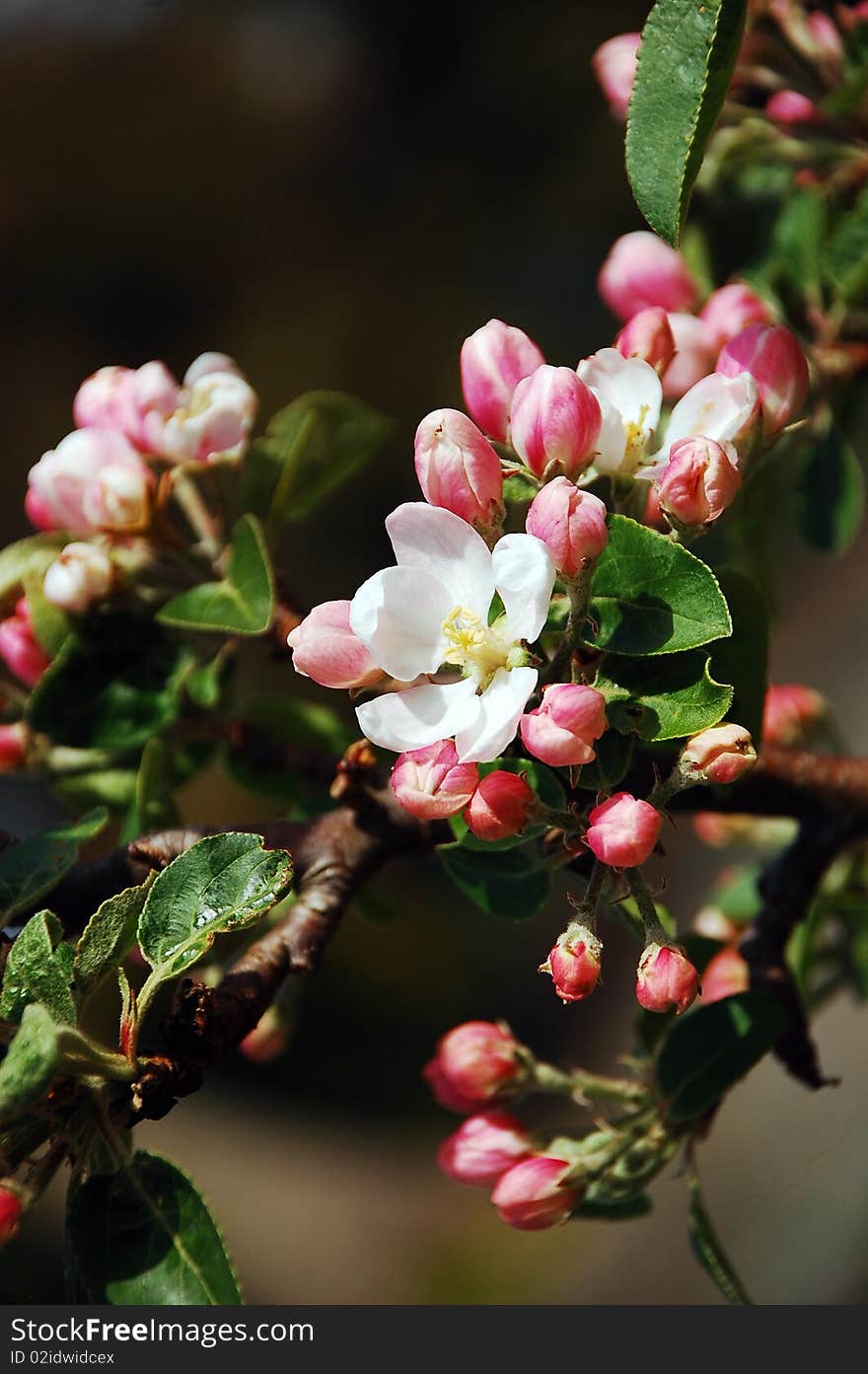 Pink apple blossoms in springtime