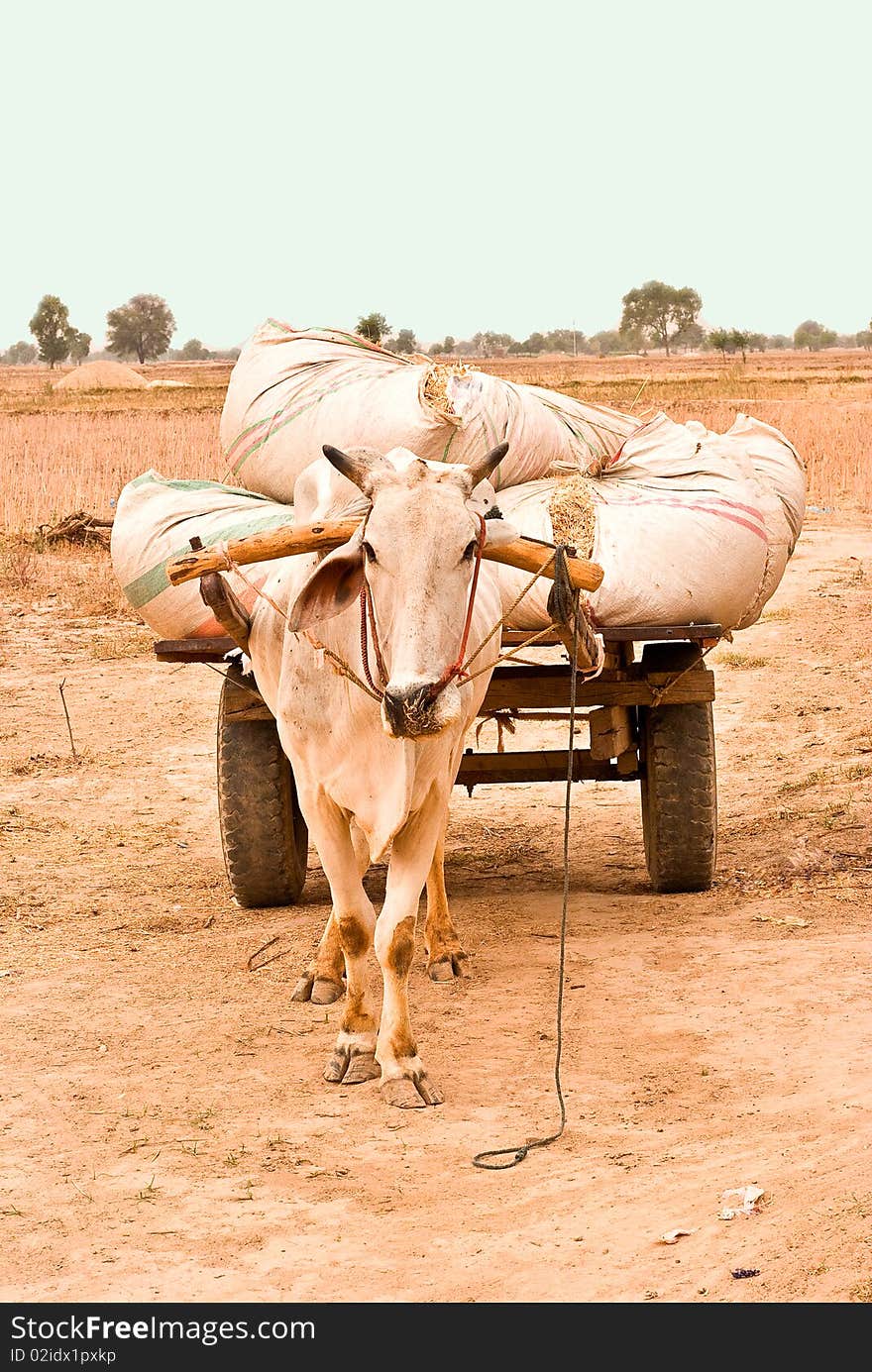 Bull cart carrying waste of wheat crop.