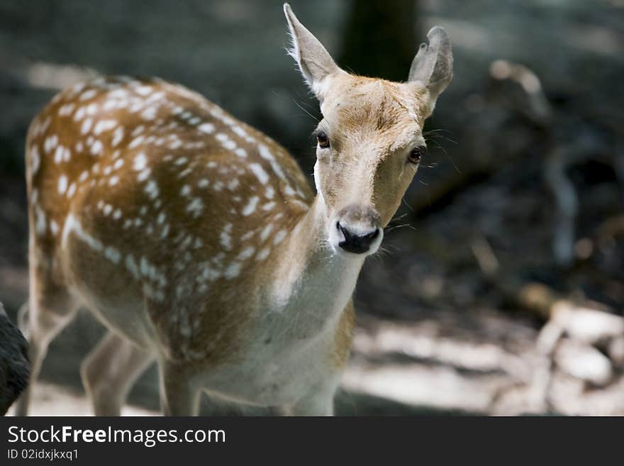 Curious White Tail Deer