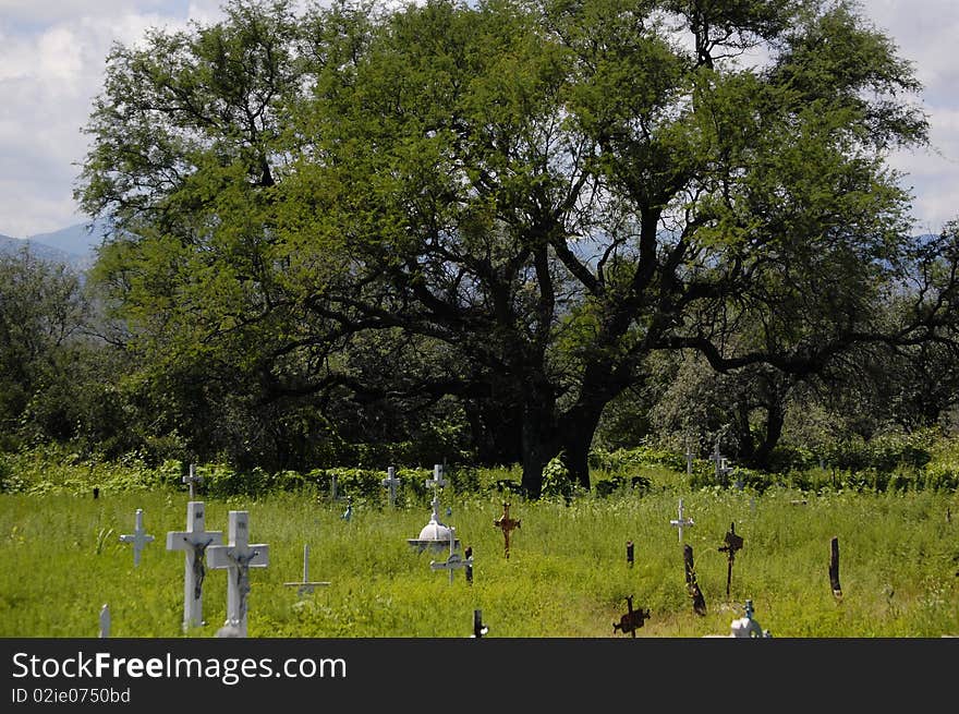 Big tree in the middle of a cementery covered by weed. Big tree in the middle of a cementery covered by weed.