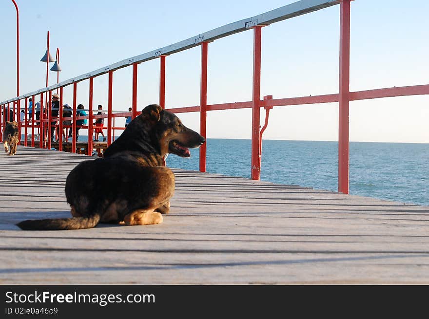 A stray dog resting on a pier watching the Sea. A stray dog resting on a pier watching the Sea.