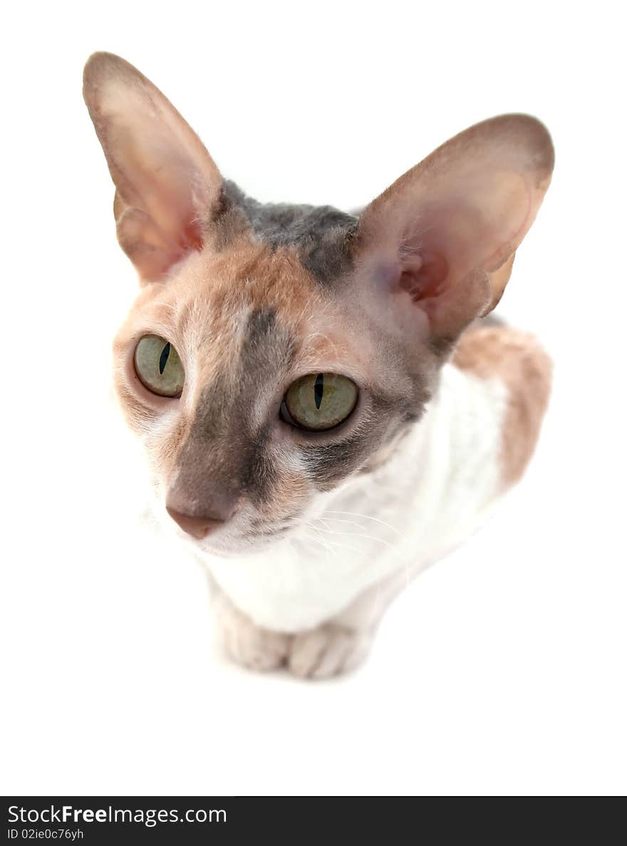 Attentive Cornish Rex Cat