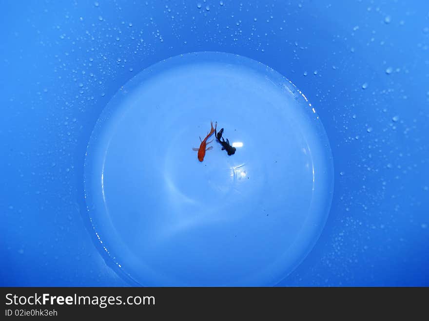 Two small goldfish in a blue bucket in swimming. Gives people a sense of tranquility. Two small goldfish in a blue bucket in swimming. Gives people a sense of tranquility.