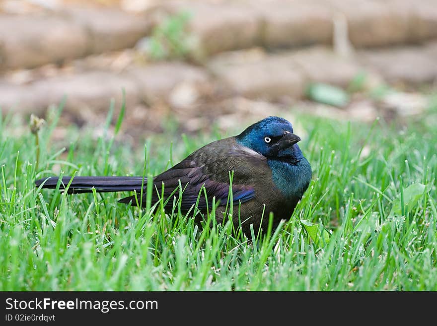 Common Grackle on the Lawn