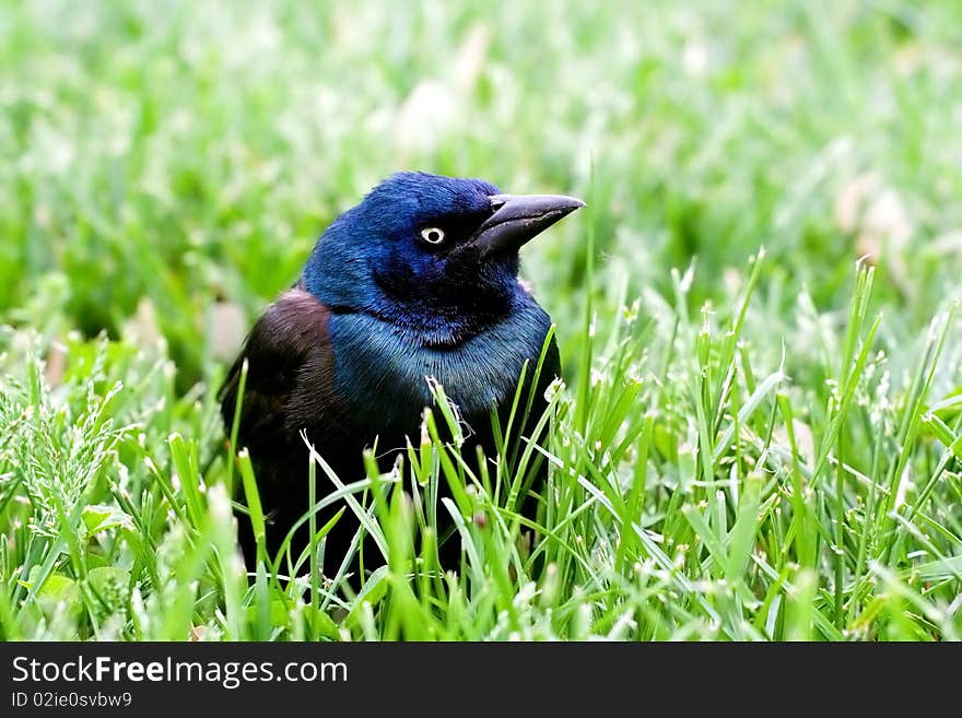 Common Grackle on the Lawn