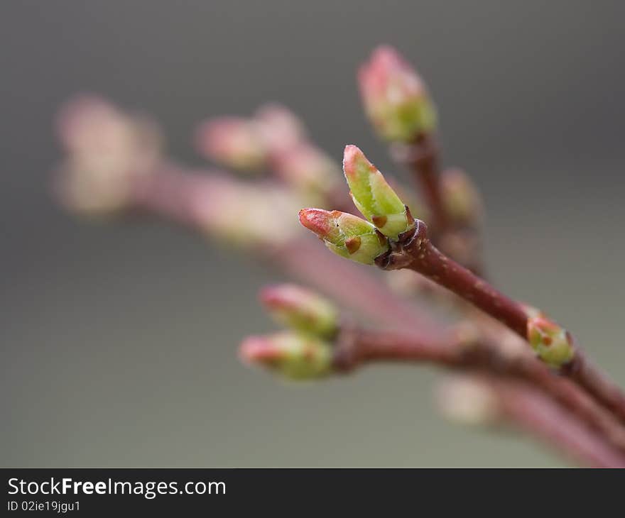 Spring Plant Bud