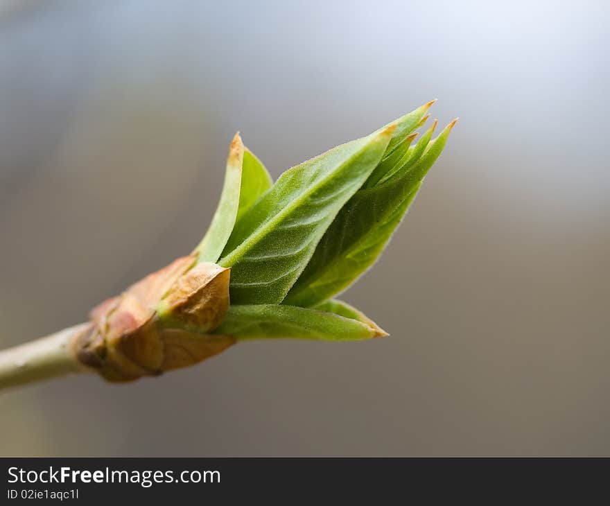 Spring sprout