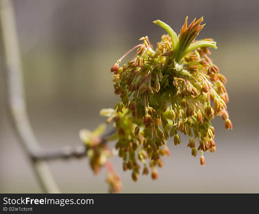 Maple flower in sunlight. Macro on blur background.