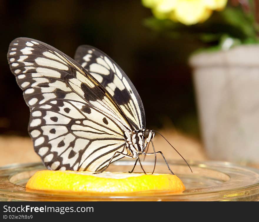 Big beautiful butterfly eating yellow lemon