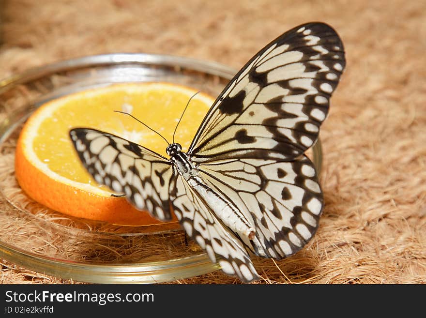 Big beautiful butterfly eating yellow lemon