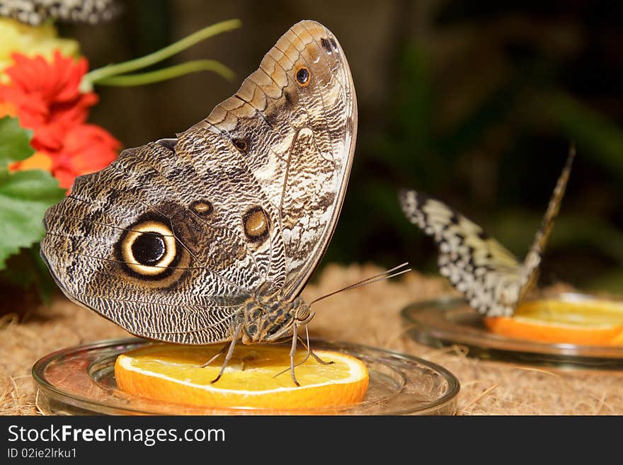 Big beautiful butterfly eating yellow lemon. Big beautiful butterfly eating yellow lemon