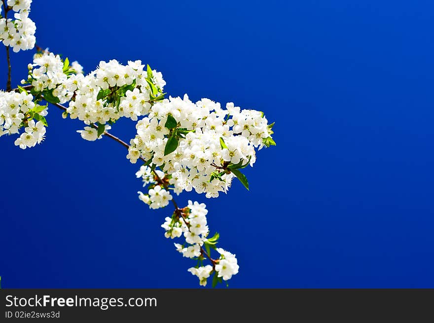 Beautiful,colorful Plum Tree Blossom.