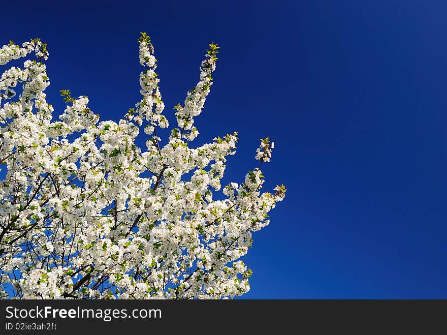 Blossoming sweet cherry