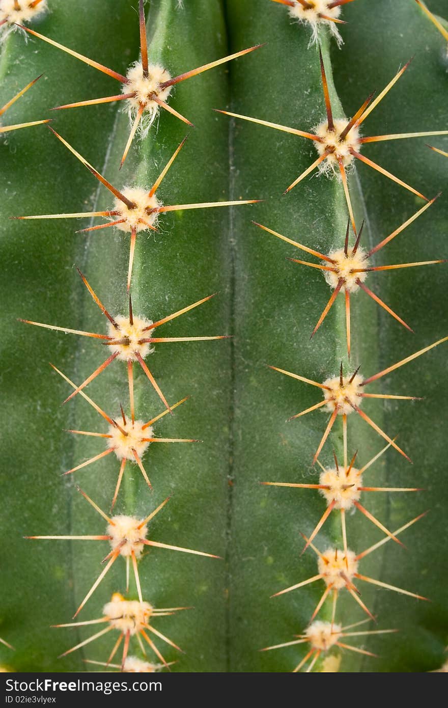 Close-up green spiked cactus texture