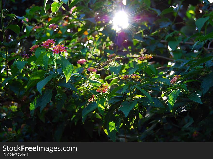 Sunny Morning in the Garden