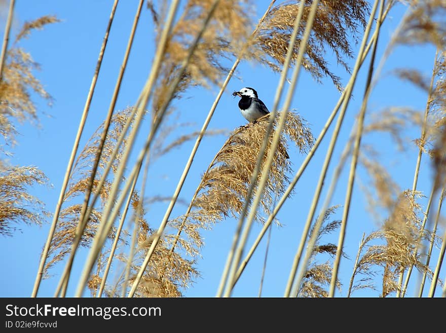 Wagtail with bug in beak